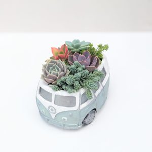 Canadian Succulents - MOLLY SHANNON - Home & Garden